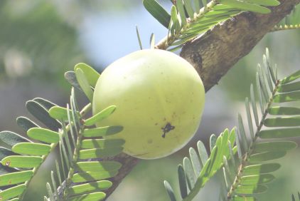 Picture of an Amalaki fruit