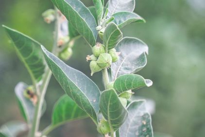 ayurveda ashwagandha