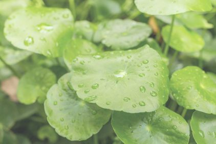 centella asiatica