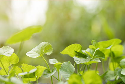 centella-asiatica-comment-consommer