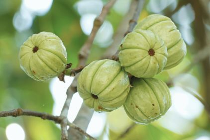 garcinia-fruits