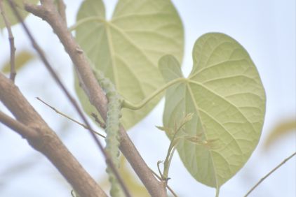plante ayurvédique guduchi