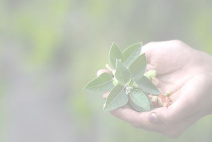 Photo of hands holding an Ashwagandha stem in the center