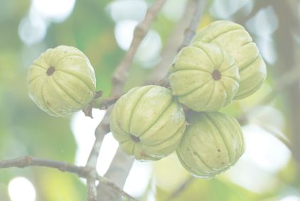 Photo of Garcinia Cambogia fruit