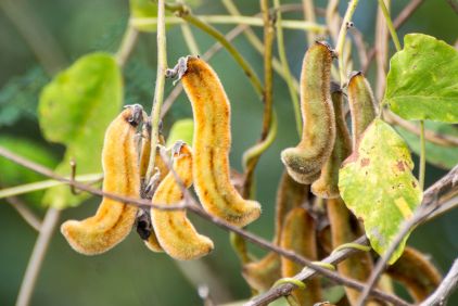 Mucuna Pruriens