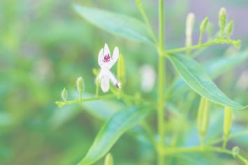 Paniculata Andrographis, plante ayurvédique pour renforcer le système immunitaire