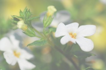 Le Brahmi, l’atout mémoire et concentration selon l’Ayurveda