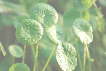 La centella asiatica : plante ayurvédique pour rester jeune mentalement et physiquement