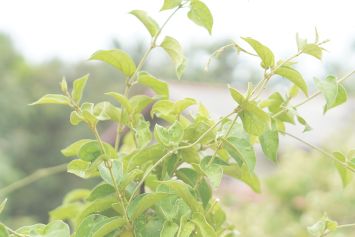 Gymnema Sylvestre, un modérateur d'appétit  