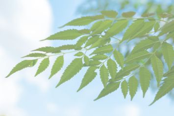 Le Neem, pharmacie végétale de l’Inde 