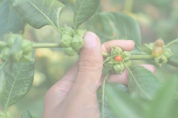 L'ashwagandha : une plante ayurvédique adaptogène