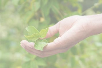 Retrouver son poids de forme avec les plantes ayurvédiques  