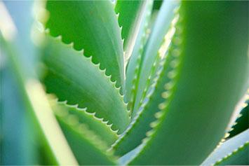 Aloe Vera, beauté du corps et des cheveux