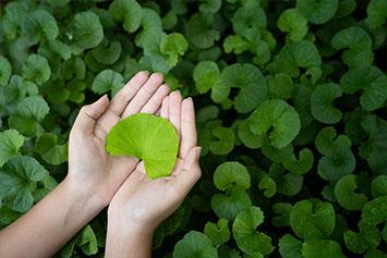 Centella asiatica : la plante aux vertus extraordinaires 