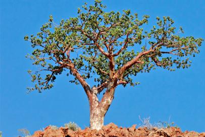 Ces arbres qui guérissent