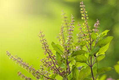 Le Basilic Sacré ou Tulsi