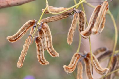 Le mucuna pruriens : pour une rentrée joyeuse