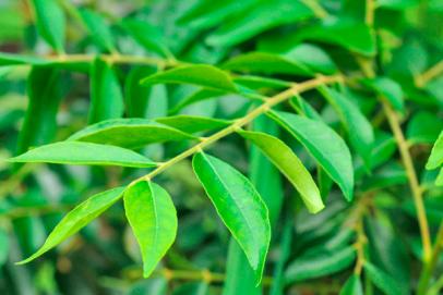 Le neem (margousier) pour purifier l'organisme 