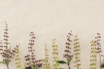 Le Tulsi (Ocimum sanctum)