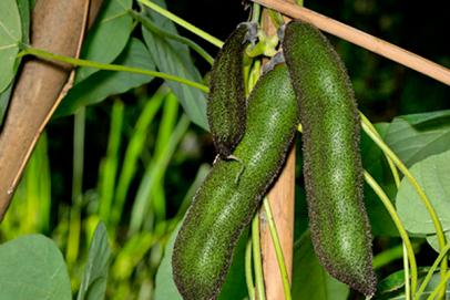 Mucuna Pruriens, l’intelligence du corps et de l’esprit