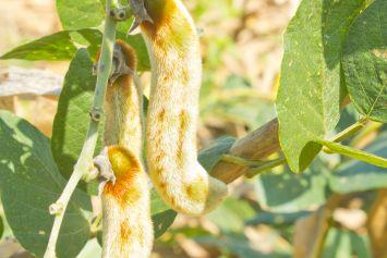 Le Mucuna pruriens : les origines d’une plante mystérieuse bienfaitrice