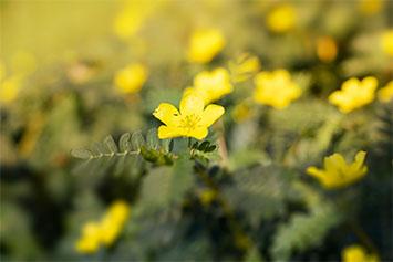 Tribulus : un puissant complément alimentaire naturel