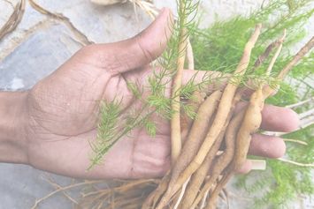 Le Shatavari : plante des femmes dans l’approche ayurvédique 