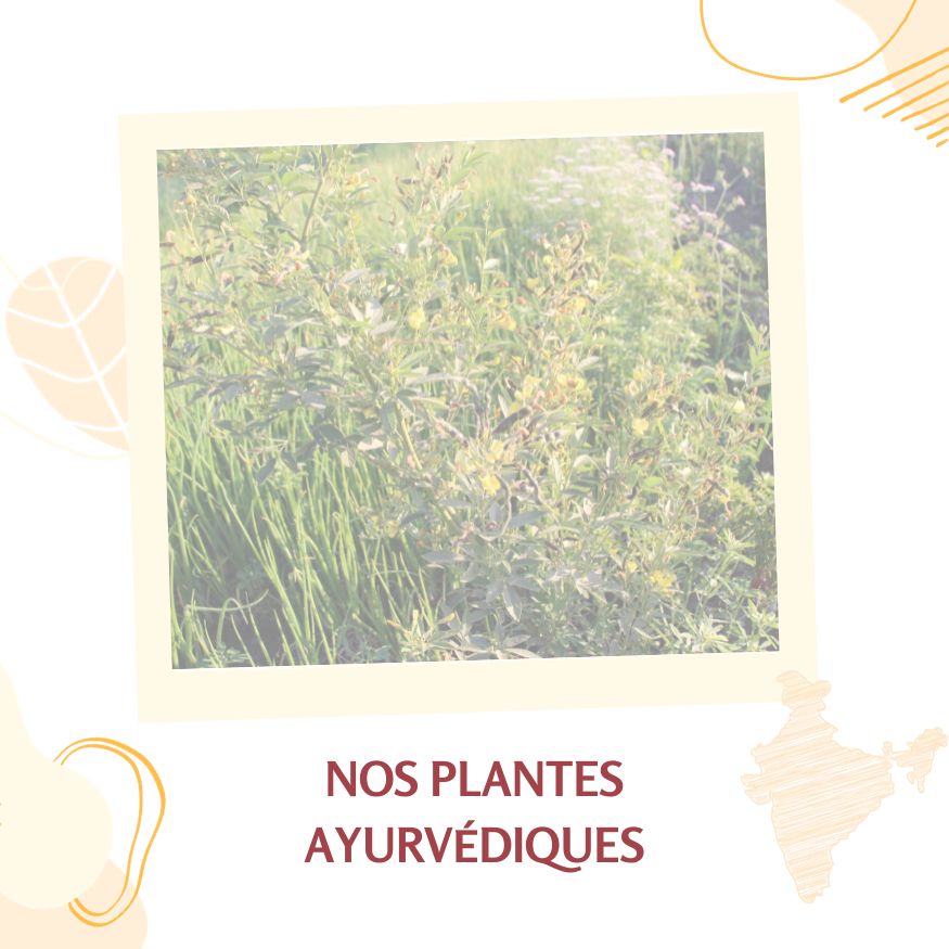 Photo représentant la gamme de produits à base de plante AYur-vana